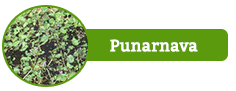 Punarnava