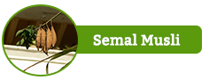 Semal Musli