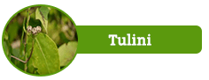 Tulini