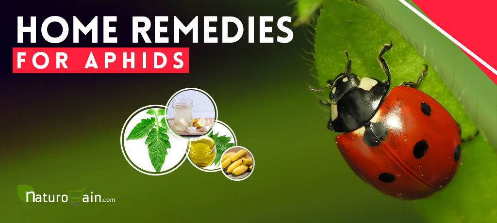 Home Remedies for Aphids