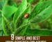 Home Remedies for Aphids