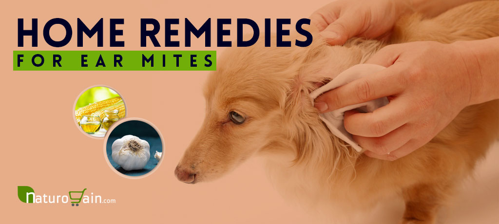 Home Remedies for Ear Mites