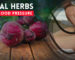 Herbs for Low Blood Pressure