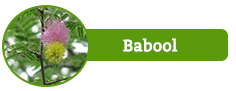 Babool