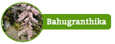 Bahuganthika