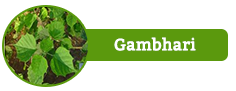 Gambhari