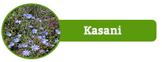 Kasani
