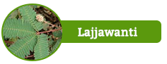 Lajjawanti