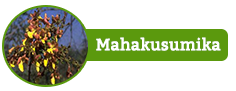 Mahakusumika