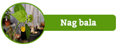 Nag Bala