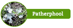 Patherphool