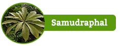 Samudraphal