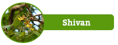 Shivan
