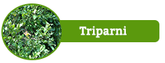 Triparni