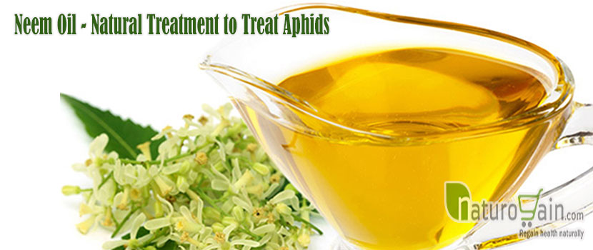 Natural Treatment to Treat Aphids