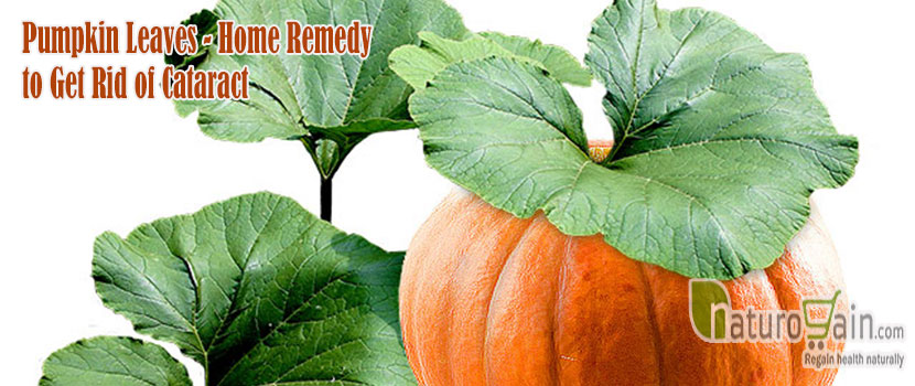 Pumpkin Leaves Remedy to Get Rid of Cataract