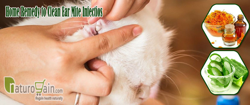 Remedy to Clean Ear Mite Infections