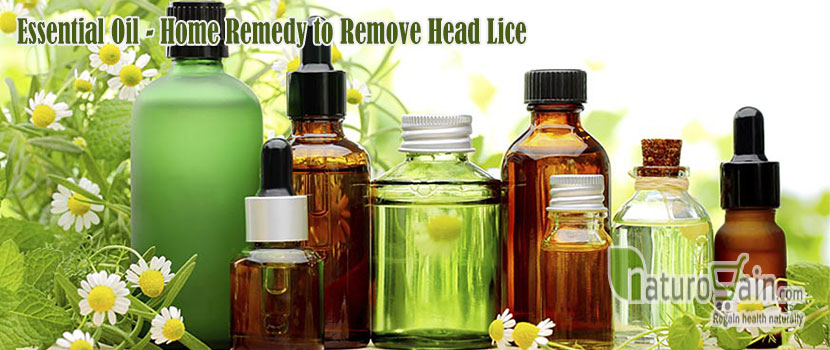 Remedy to Remove Head Lice