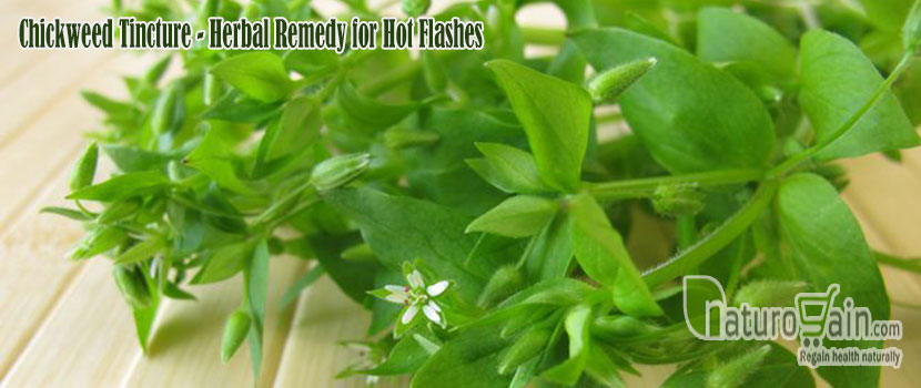 Chickweed Tincture