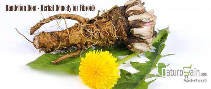 Dandelion Root