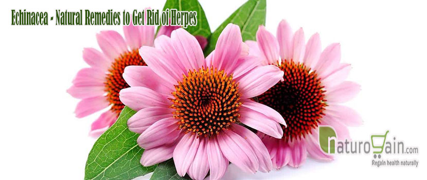 Echinacea