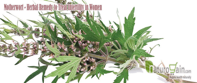 Motherwort