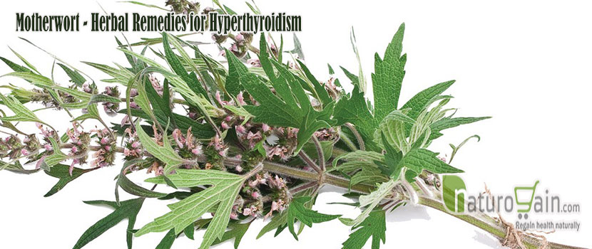 Motherwort