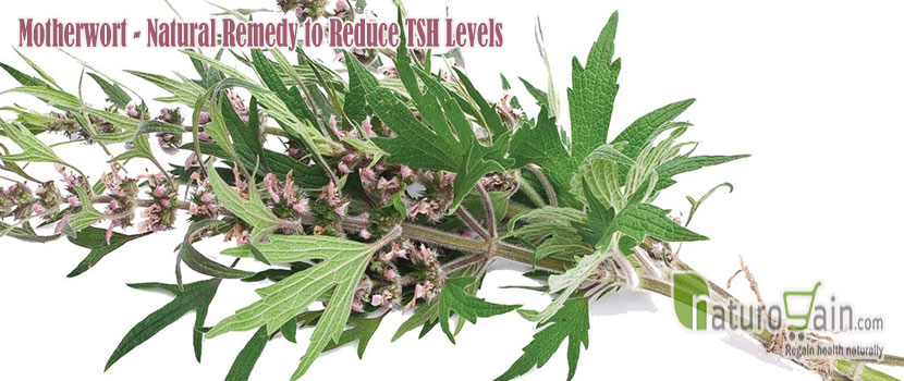 Motherwort