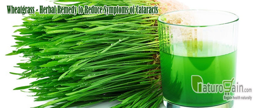 Wheatgrass