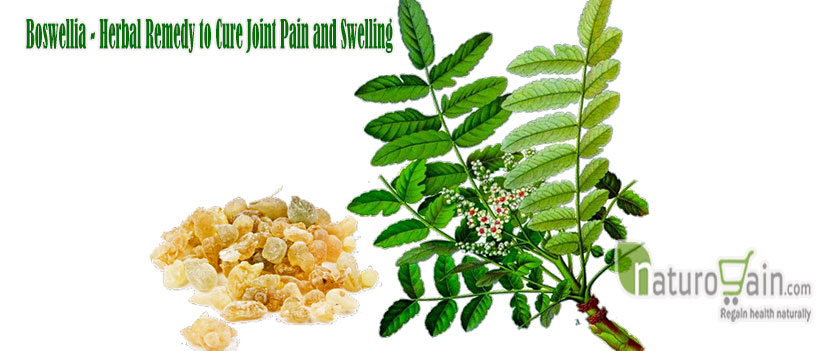 Boswellia