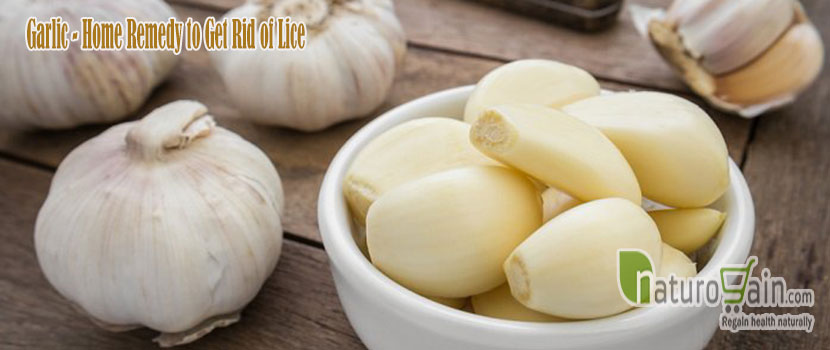 Garlic