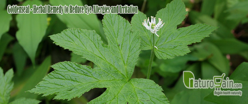 Goldenseal