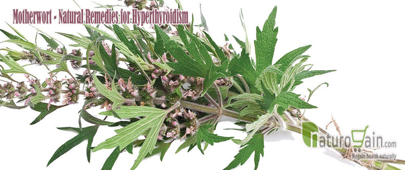 Motherwort