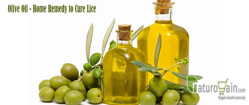 Natural Lice Remedies Olive Oil Natural Lice Remedies Olive Oil
