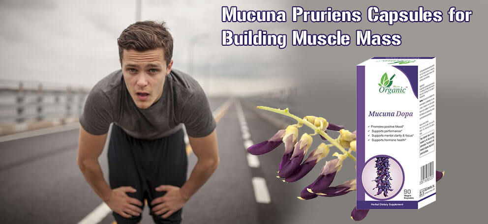 Mucuna Pruriens Capsules for Bodybuilding