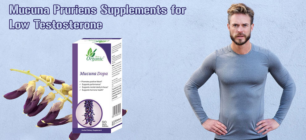 Mucuna Pruriens Supplements for Low Testosterone