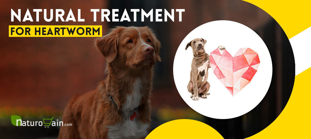 Natural Treatment for Heartworm