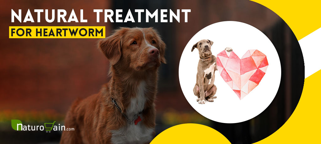 Natural Treatment for Heartworm