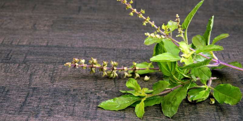 Holy Basil Leaves Home Remedy