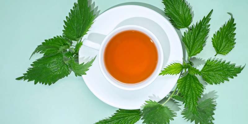 Nettle Tea Natural Remedies