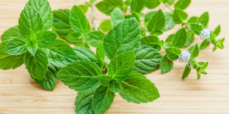 Peppermint Leaves